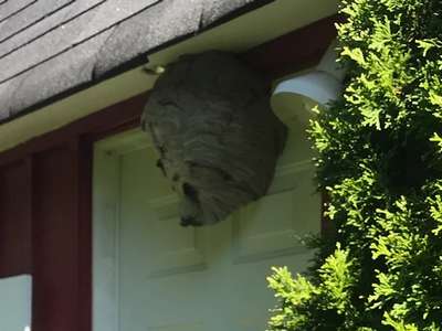 This is a photo of the pest problems handled by Affordable Pest Control.